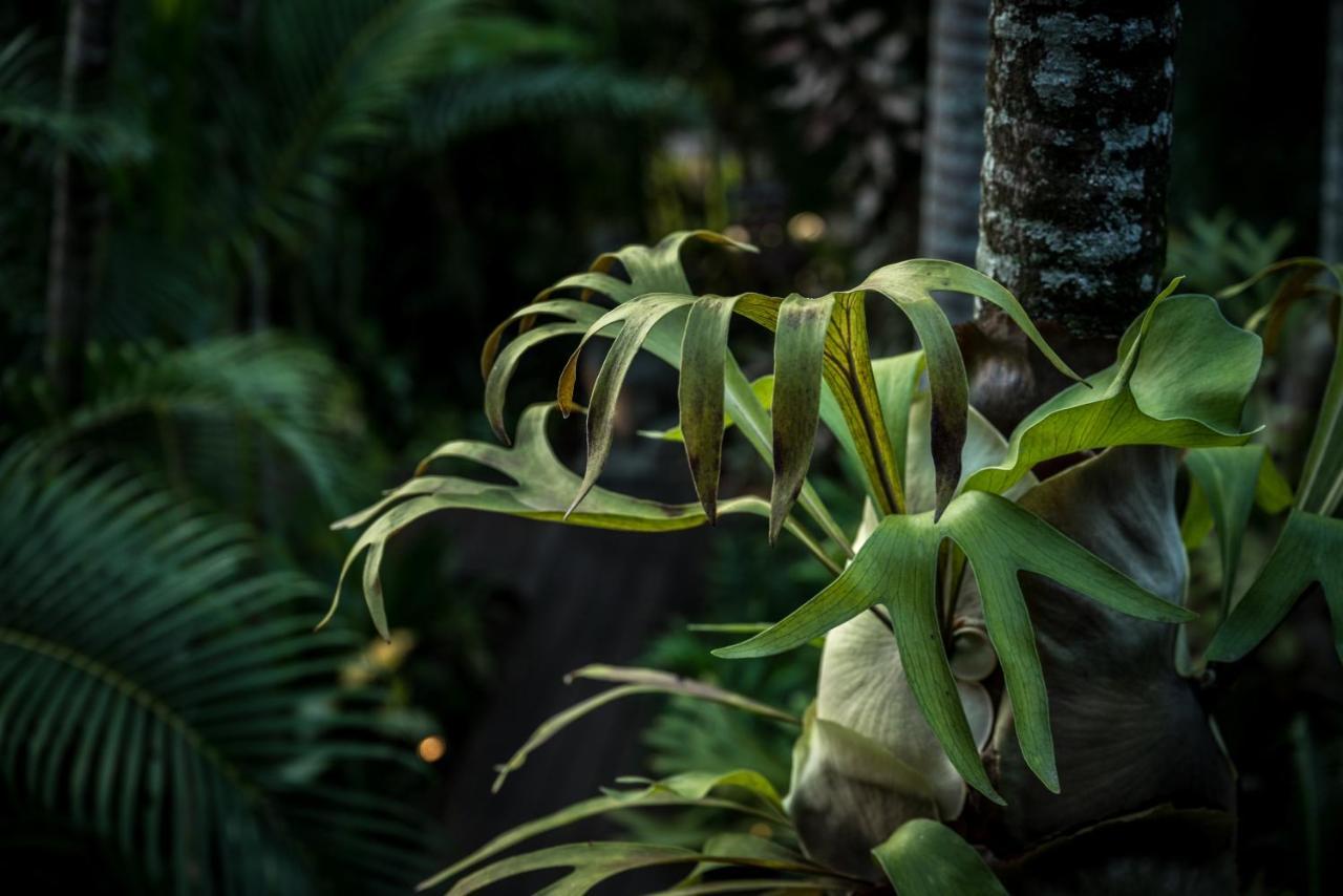 The Palms At Palm Cove Aparthotel Exterior photo